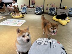 -逗柴咖啡屋·狗咖猫咖宠物桌游