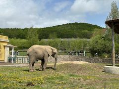 -哈尔滨北方森林动物园