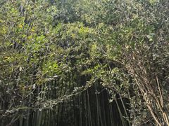 -泰山风景名胜区-普照寺