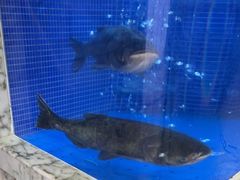 -香山湖渔家大院