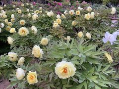 -河南省黄河迎宾馆