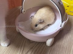 -楼上猫咖(罗湖店)