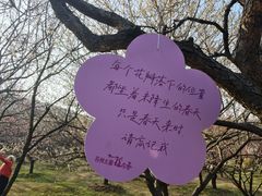 -香雪海