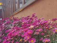 -木王宴语·野生鲜菌火锅(玉河店)