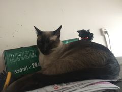 -喵园·猫主题咖啡厅·撸猫·猫咖(国贸店)