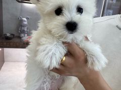 -翊宠yipet猫狗购宠庄园犬舍•猫舍