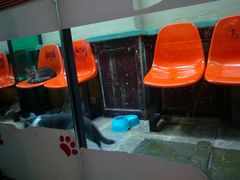 -猫咪博物馆(顶澳仔猫街店)