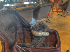 -百好乐宠物友好餐厅(朝外大街店)