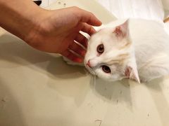 -喵的天空名猫咖啡馆·撸猫·猫舍·用品