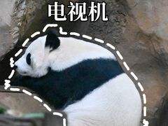 -成都动物园