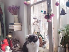 -海边的猫和咖啡馆