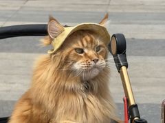 -藏猫猫咖啡主题馆(中央大道店)