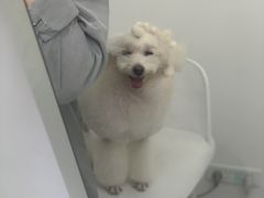 -BABYDOG宝贝狗宠物乐园(欧洲城店)