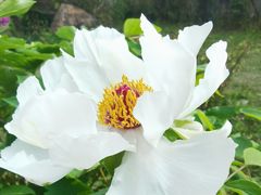 -中国科学院华南植物园