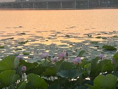 -丁香湖公园