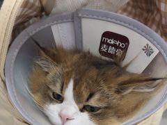 -四月宠物医院·猫专科·心脏专科·内科(转塘店)