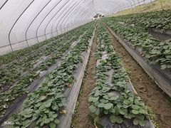 -南宁良凤江国家森林公园