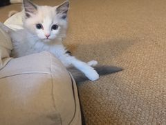 -天宠宠物医院24小时·急重症诊疗中心·全科·腔镜特色(和平分院)