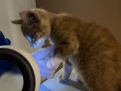 -瑞派康怡24h宠物医院·犬猫医疗中心·微创绝育(瑞景分院)