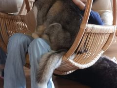 -Husky Go! 哈士奇体验馆·宠物咖啡厅狗咖