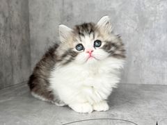 -小猫来了·猫舍(红山六九七九店)