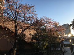 -台场海滨公园船码头