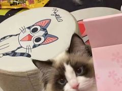 -欣宠猫屋·矮脚拿破仑·蓝金金渐层