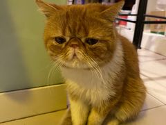 -平行世界·猫咖(首经贸店)