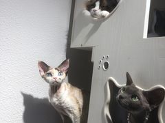 -琪喵猫屋·撸猫猫咖·猫舍