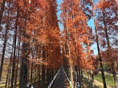 -黄海国家森林公园