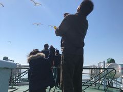 -长岛万鸟岛