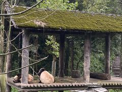 -中国大熊猫保护研究中心雅安碧峰峡基地