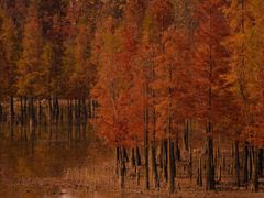 -白鹭湾湿地公园