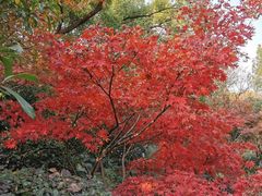 -杭州半山国家森林公园