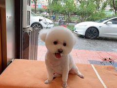 -宠物梦想家(日月豪庭店)