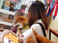 -柴犬高等学院·狗咖·柴犬售卖·宠物训练