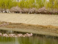 -桃花堤公园