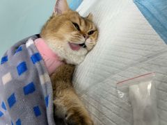 -达爱动物医院·犬猫分区·CT·复杂眼科(远洋山水分院)