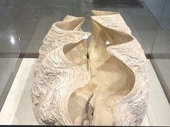 -青岛贝壳博物馆