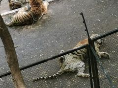 -大连森林动物园