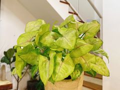 -森野花艺培训·企业团建活动沙龙