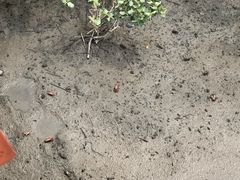 -北海金海湾红树林生态旅游区