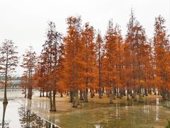 -白鹭湾湿地公园