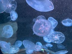 -福州罗源湾海洋世界旅游区