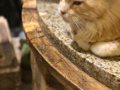 -more than meow吴止猫主题餐厅(承德 中船汇店)