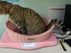 -纳吉亚猫专科动物医院·北北分院