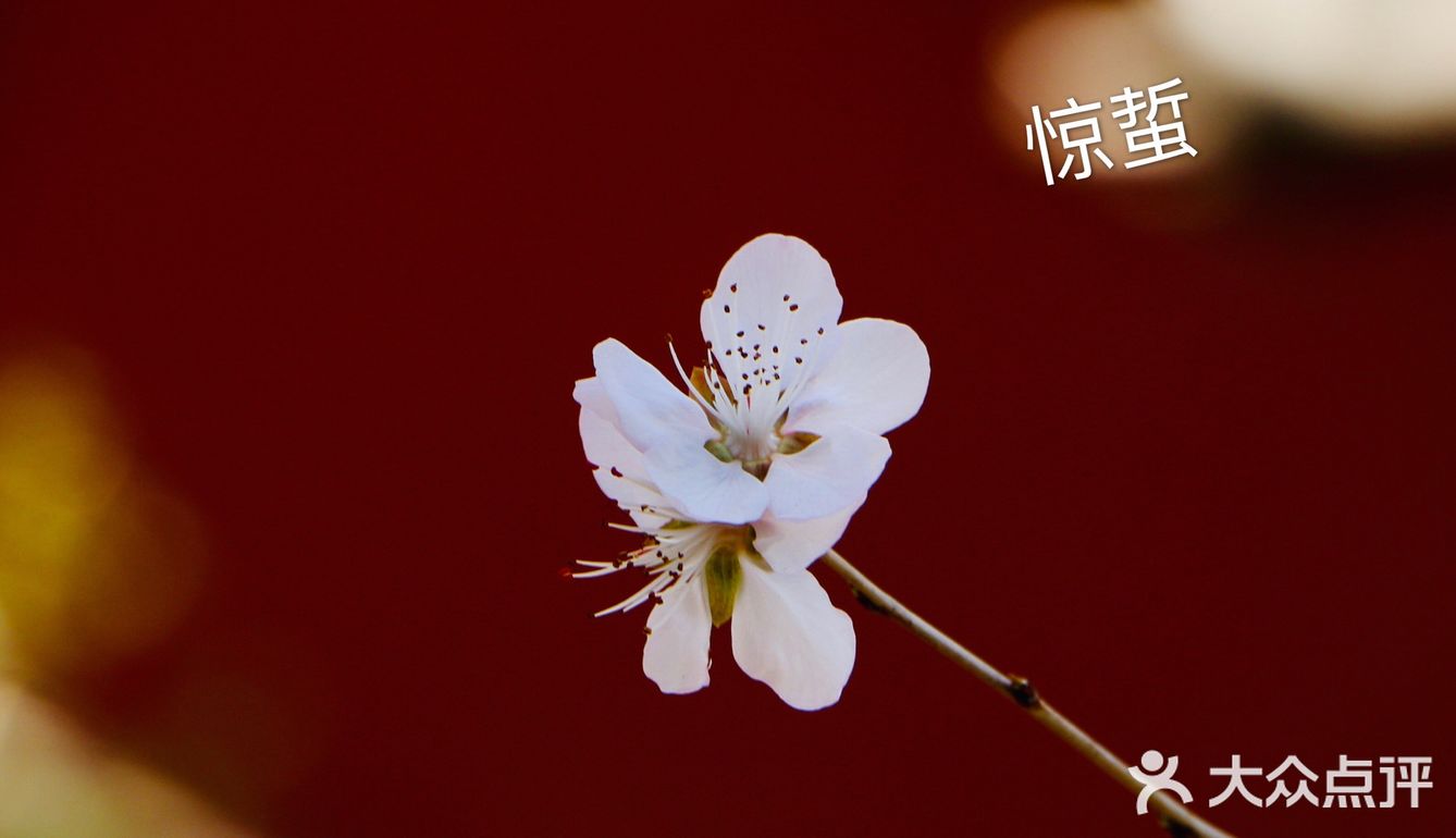 惊蛰节气 惊蜇桃花朵朵压叶枝，春风夜雨玉兰鲜