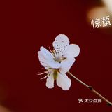 惊蛰节气 惊蜇桃花朵朵压叶枝，春风夜雨玉兰鲜