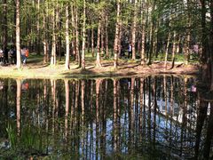 -上海共青森林公园