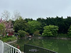 -嘉定紫藤园